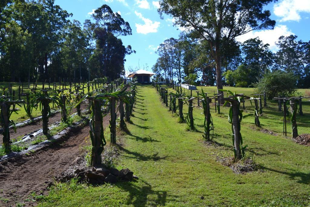 Готель Tuckers Retreat Canungra Екстер'єр фото